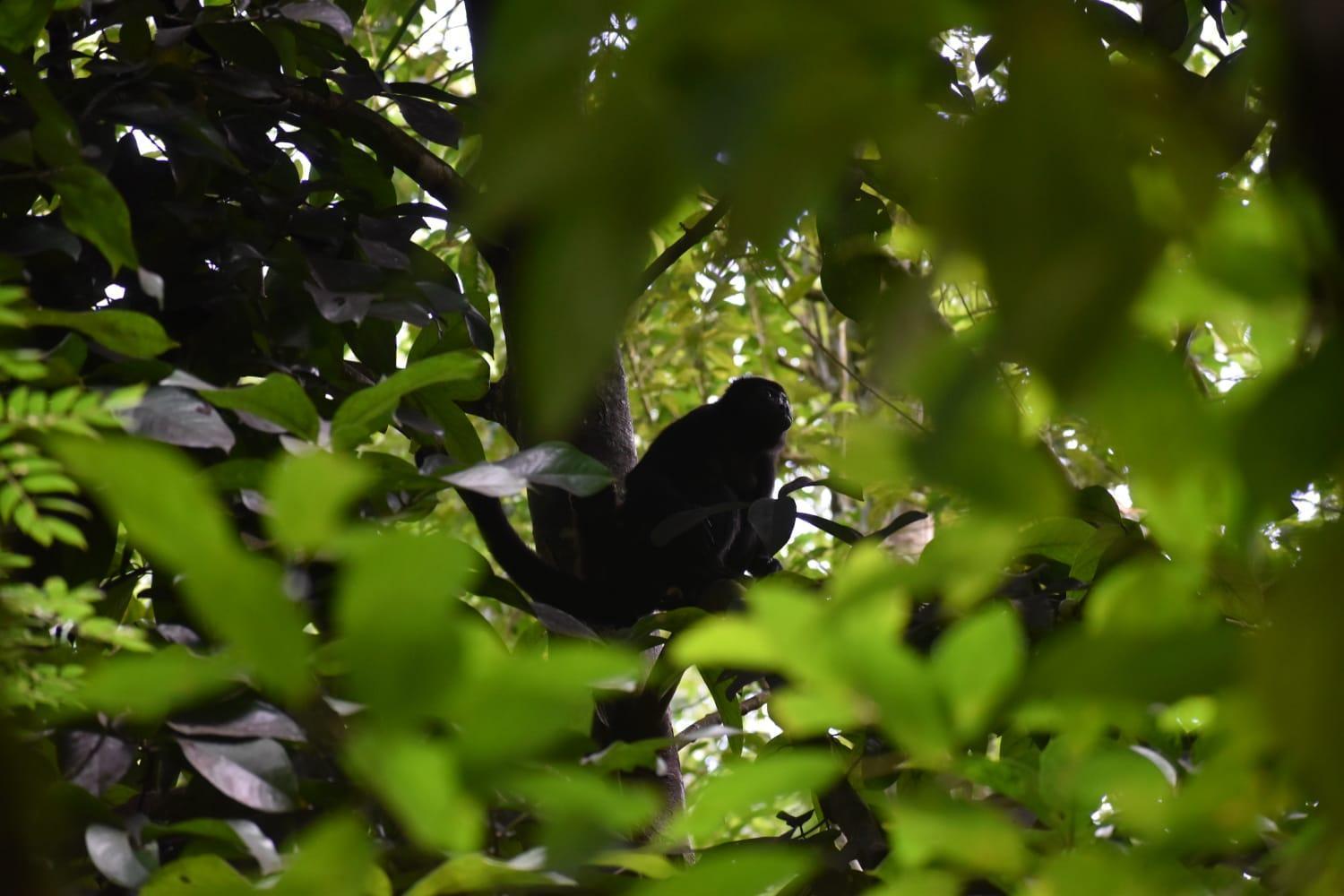 Sunshine Sanctuary Boutique Jungle Lodge Montezuma Exteriér fotografie